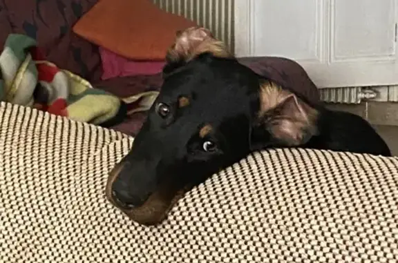 Animaux perdus , photo: Chienne beauceronne perdue à Rupt-aux-Nonains