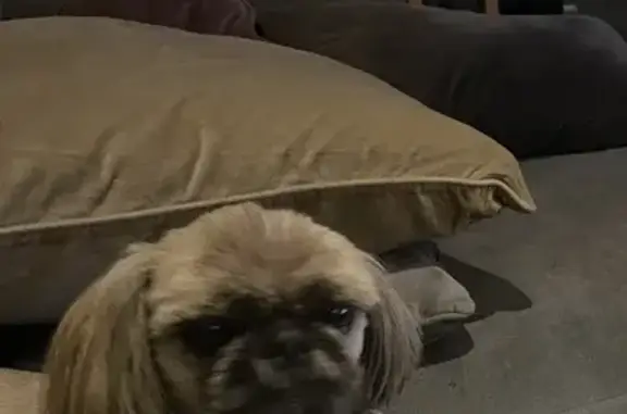 Chien Shih Tzu mâle 10 ans perdu à Montpellier - photo