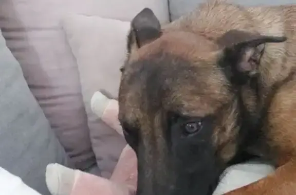 Malinois de 2 ans perdu à Lattes - photo