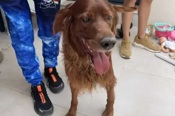 Setter irlandais marron trouvé à Laroque - photo