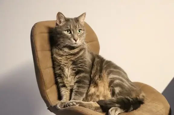 Chat tigré gris perdu, Minouche, Impasse Paris - photo