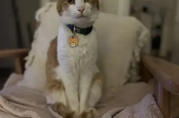 Animaux perdus La Madeleine, photo: Chat roux-blanc perdu, mâle peureux, La Madeleine