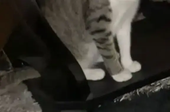 Animaux perdus Bondy, photo: Chatte tigrée blanche perdue à Bondy