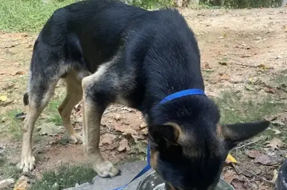 Found Young Male GSD at Tribble Mill Park