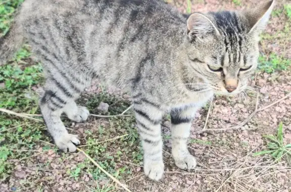 Chat trouvé à Bressuire, très câline - photo