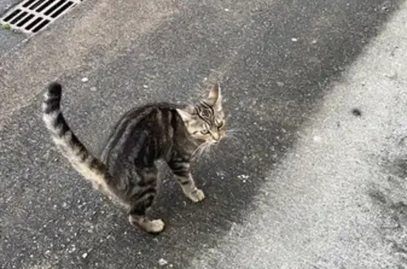 Chaton errant sociable trouvé à Rezé - photo