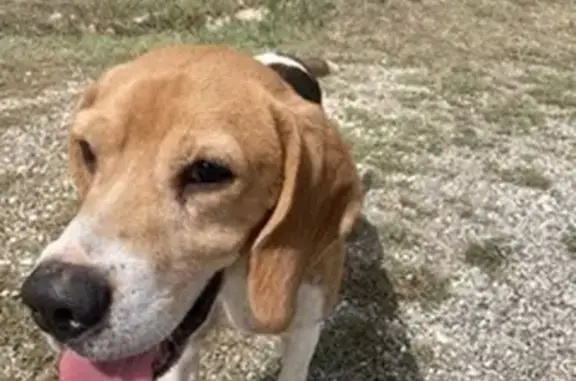 Chien de chasse aveugle trouvé à Moussac - photo