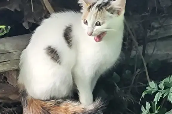 Chat trouvé Rue des Rottes Vertes, Villefrancœur - photo