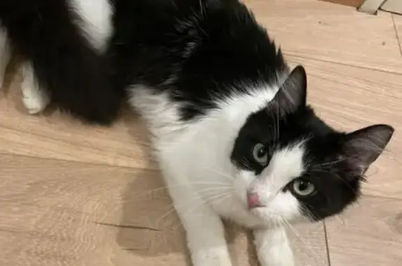 Chat perdu, Seraincourt, photo: Chatte disparue à Seraincourt, noire et blanche