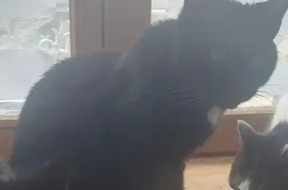 Animaux perdus Toul, photo: Chat noir disparu Rue du Murot à Toul