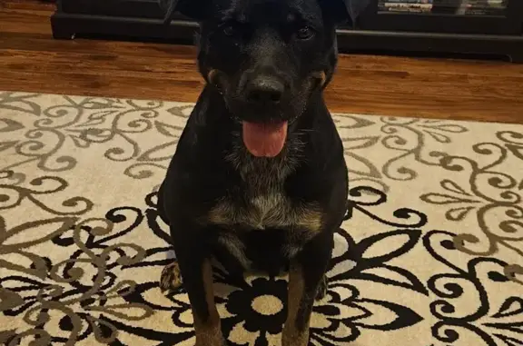 Help Find Coco: Lost Rottweiler Heeler Mix