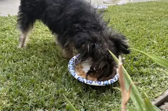 Found Small Black Male Dog on Cullen St, Whittier