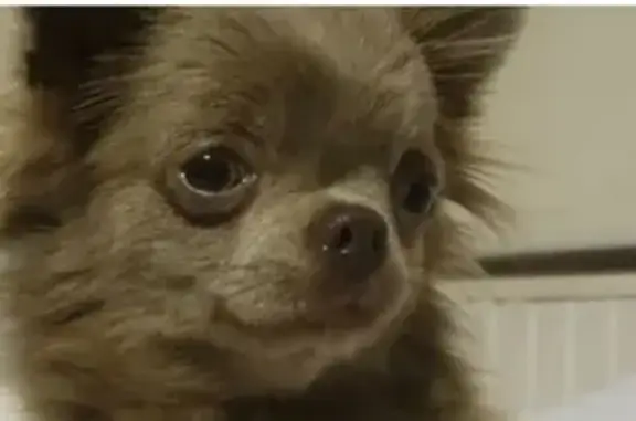 Chien perdu , photo : Chihuahua femelle lavande perdue à 7 mois