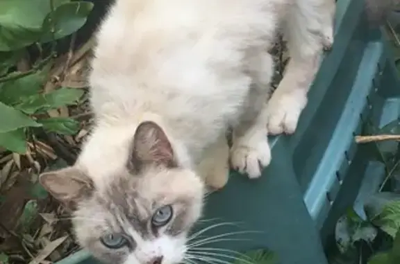 Chat sociable et maigre trouvé à Angoulême - photo
