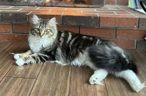 Missing Long-Haired Cat on Rustic Road