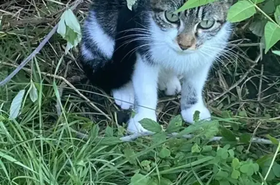 Chatte tigrée trouvée Chemin des Flouriès - photo
