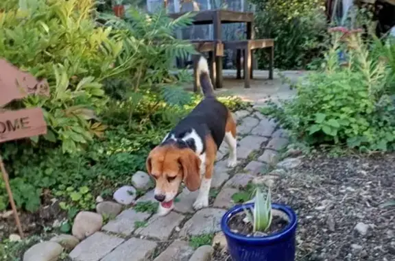 Beagle trouvé Rue des Goumerandes, Sainte-Marie - photo