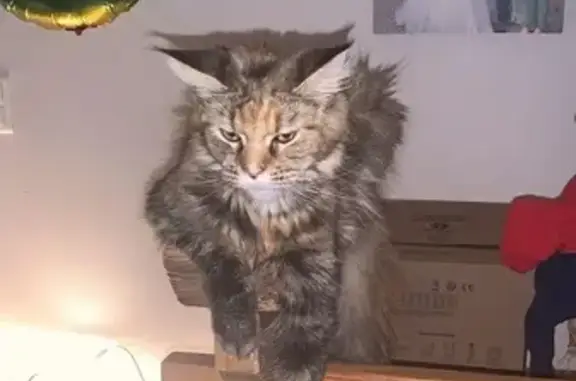 Chat perdu, Bessenay, photo: Chatte maine coon 18 mois perdue à Bessenay