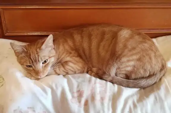 ¡Gato Atigrado Naranja Perdido en Gijón!