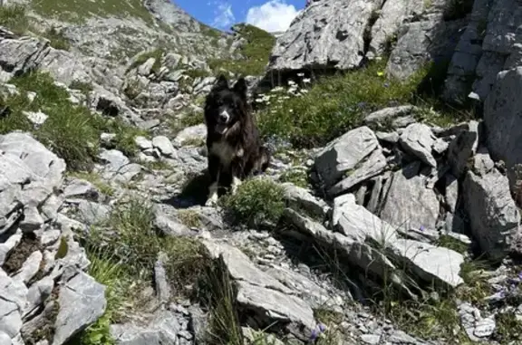 Chienne border collie perdue à Nangy - photo