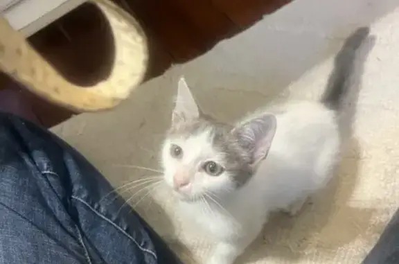 Chaton femelle gris/blanc trouvé à Labenne - photo