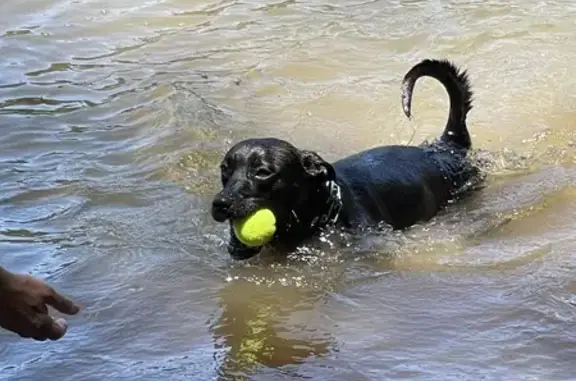 Missing Lab Mix Zoey - Friendly & Black - ATL