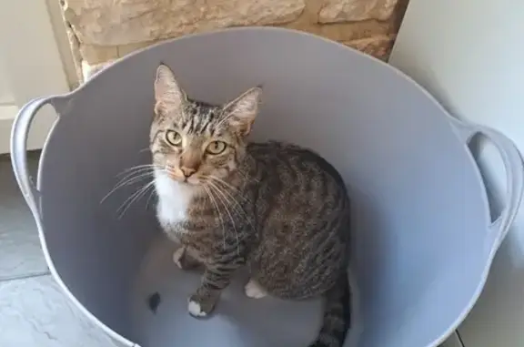 Animaux perdus Tourcoing, photo: Chat tigré Woody disparu à Tourcoing