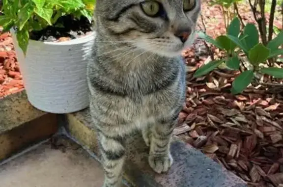 Chat trouvé Viry-Châtillon, photo: Jeune chat mâle trouvé près de Leclerc