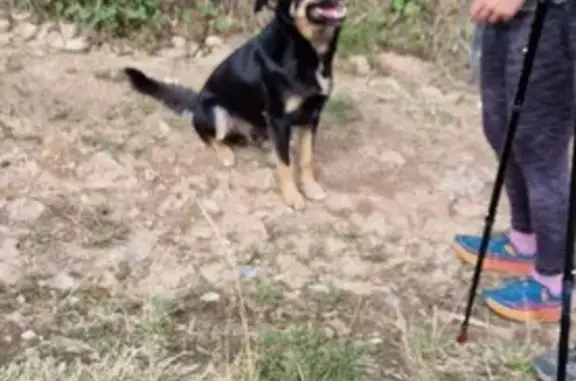 Chien noir et feu trouvé à Saint-Martin-en-Haut - photo