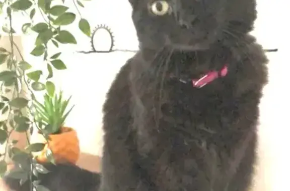 Chatte noire perdue à Saint-Lys, collier rose - photo