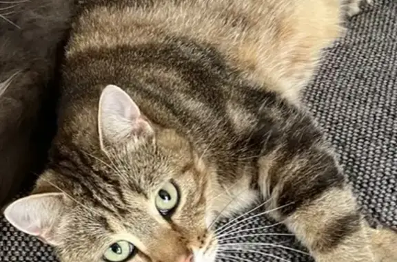 Chat perdu, , photo: Minette disparue à Namps-Maisnil