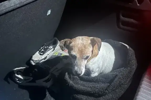 Chien trouvé , photo: Petit chien trouvé à Brussieu (D389)