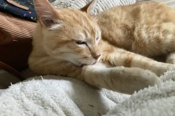 Animaux perdus Mont-de-Marsan, photo: Chat roux Tigrou perdu à Mont-de-Marsan