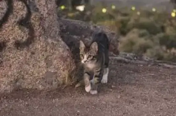 Gatita Cariñosa Encontrada en...