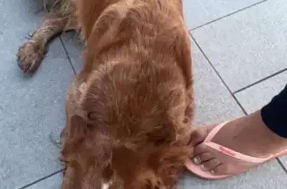 Chien mâle roux trouvé à Sainte-Maure - photo