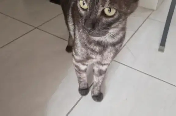 Chatte trouvée, malade, déclarée à l'Icad - photo
