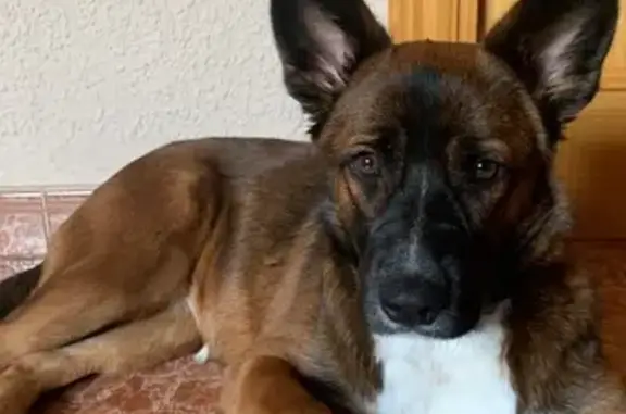 ¡Perra Malinois Perdida en Pozuelo de Alarcón!