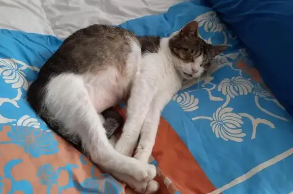 Animaux perdus Pleumeur-Bodou, photo: Chat mâle castré perdu à Pleumeur-Bodou