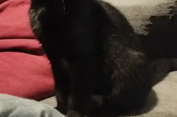 Chat trouvé Auchel, photo: Chat noir mâle 2-3 mois trouvé à Auchel