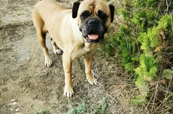 Chienne bullmastiff boiteuse trouvée à Aigues-Mortes - photo