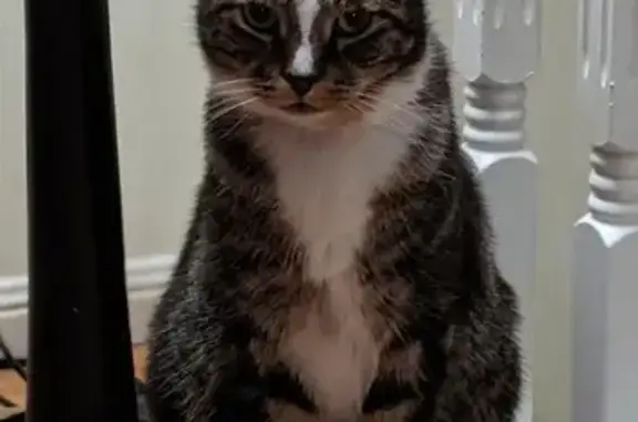 Lost Tabby Cat Billy - Black & White, 14yo