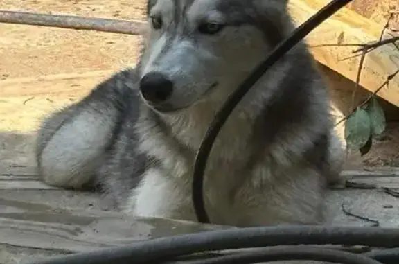 Lost Husky: Gray/White, Blue Eyes in Grayson