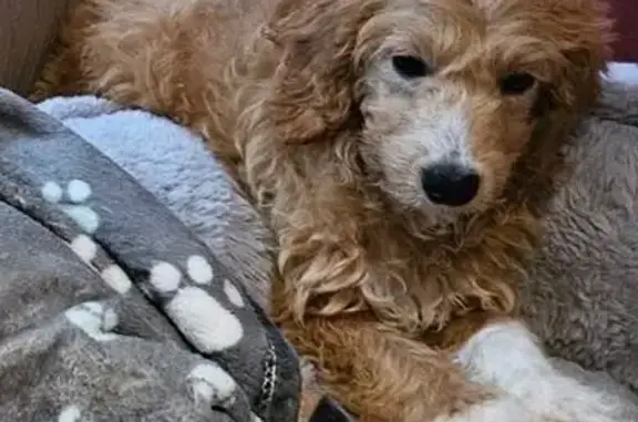 Missing Mini GoldenDoodle - Cooper, Tan, Shy