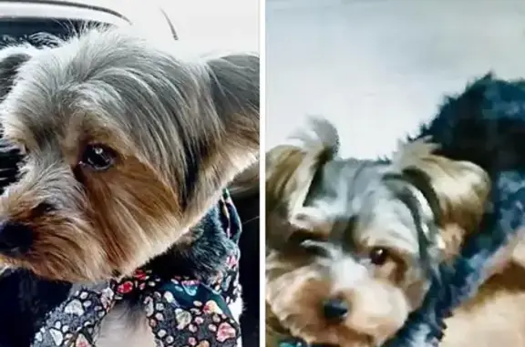 Lost Yorky Terrier - Brookfield St, Lawrence