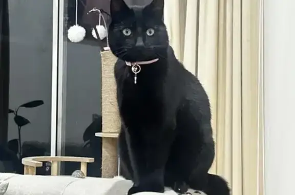 Missing Black Cat: Akila, Pink Collar, West Torrens