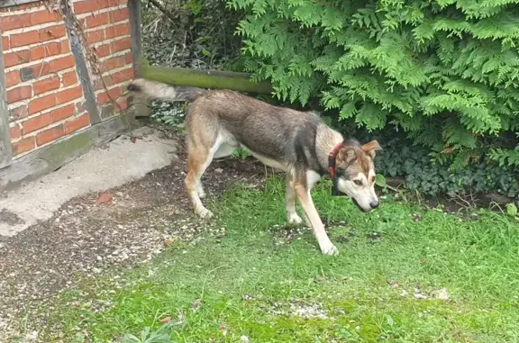 Chien croisé husky trouvé à Dampierre-en-Bresse - photo