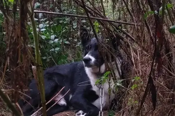 Chien trouvé avec laisse au Square des Collines - photo