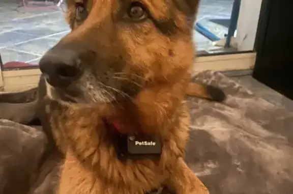 Chienne berger allemand trouvée à Belcodène - photo