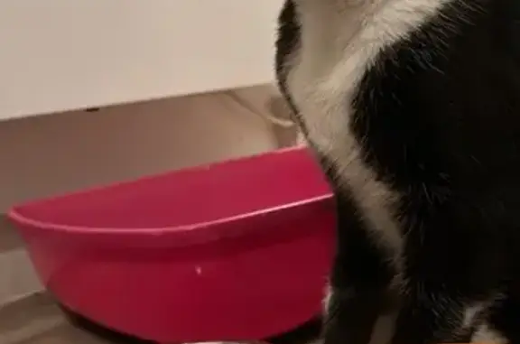 Petit chat noir et blanc trouvé à Marseille - photo