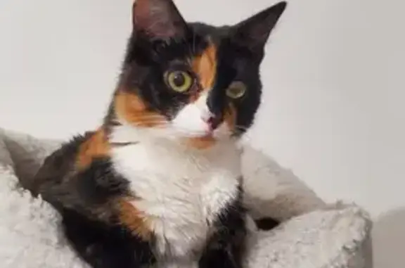 Animaux perdus Choisy-le-Roi, photo: Chat disparue Twix, 2 ans, Avenue Rosa Luxemburg